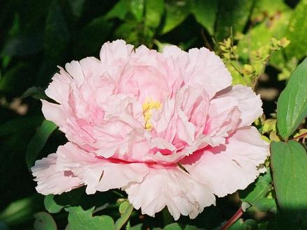 My 50p Tree Paeony