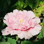 Paeony