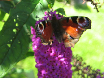 Butterflies in the garden
