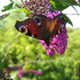 Butterflies_031