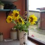A garden flower photo