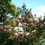 Camellias in Japan