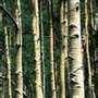Quaking Aspen (Populus tremuloides)