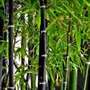 Black Bamboo (Phyllostachys nigra)
