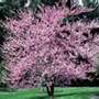 Eastern Redbud Maple (Cercis canadensis)