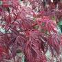 Bloodgod Japanese Maple (Acer palmatum)