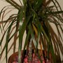 Dragonnier (Dracaena marginata)