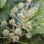 Fatsia japonica