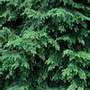 A garden flower photo (Hemlock)