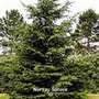 A garden flower photo (Picea abies)
