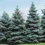 A garden flower photo (Picea pungens)