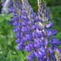 Lupine