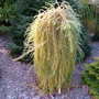Larix decidua 'Puli'