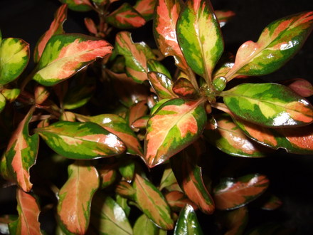 Coprosma 'Evening Glow' (Coprosma)