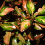 Coprosma__evening_glow__leaves