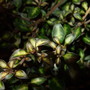 Coprosma__beatson_s_gold_leaves