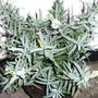 Hebe recurvea (Hebe recurvea)