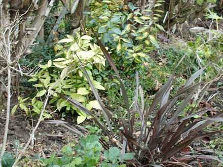 First Year Photo 1 (November 2007) (Phormium tenax 'Platts Black', Elaeagnus x ebbingii 'Limelight', Aucuba japonica 'Golddust')