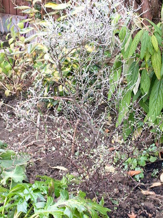 Corokia cotoneaster, 'Wire Netting Bush' (Corokia cotoneaster)