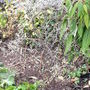 Corokia cotoneaster, 'Wire Netting Bush' (Corokia cotoneaster)