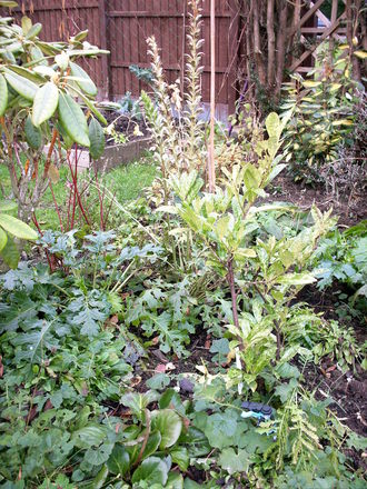 Acanthus (Acanthus)