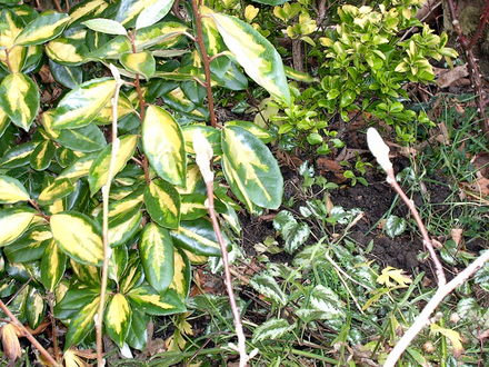 Promise of Next Spring's Flowers (Magnolia soulangeana)