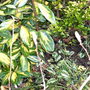 Magnolia soulangeana