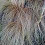Bronze Grass (Carex 'Comans Bronze')