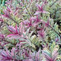 Hebe 'Heartbreaker' (Hebe)