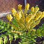 Mahonia (Mahonia japonica (Mahonia))