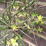 Jasminum nudiflorum (Jasminum nudiflorum)