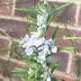Rosmarinus officinalis