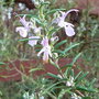Rosmarinus officinalis 'Roseum' (Rosmarinus officinalis 'Roseum')