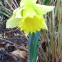 Narcissus 'Reinveld's Early Sensation' (Narcissus 'Reinveld's Early Sensation')