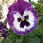 Winter_pansy_3