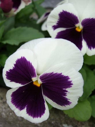 Winter_pansy_2.jpg