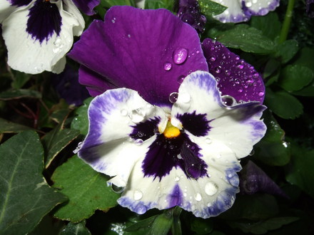 Pansy in the rain (Viola x wittrockiana)
