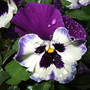 Winter_pansy