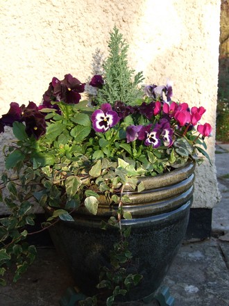 A garden flower photo