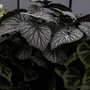 Foilage Begonia  (Begonia)
