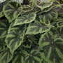 Foilage Begonia (Begonia)