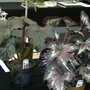 Foilage Begonias (Begonia)