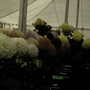 Roden Show 2007