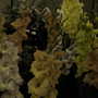2007_roden005
