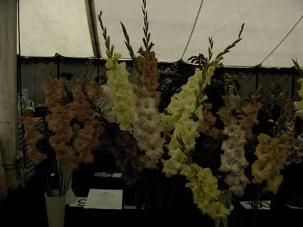Roden Show 2007