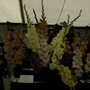 2007_roden006