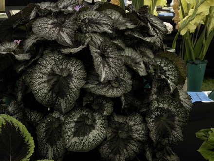 Roden Show 2007 (Begonia)