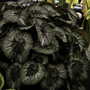 2007_roden007