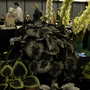 2007_roden008