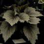2007_roden009